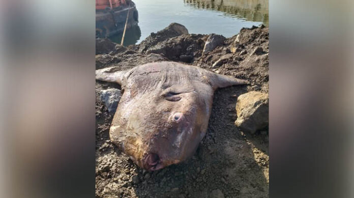 Ikan Mola Raksasa Terdampar di Jetty Morosi, Diangkat Menggunakan Alat Berat